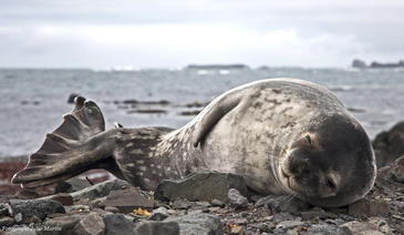 Un sensor gallego en la Antártida