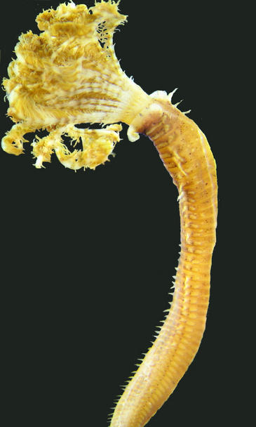 Casi un millar de especies marinas invasoras en el Mediterráneo