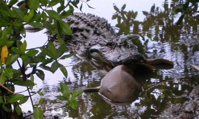 Los caimanes comen tiburones