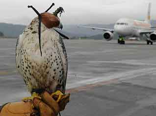 Una tesis de la UPCT indica el punto de hambre que hace más eficaces a las aves rapaces de los aeropuertos