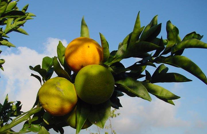 El limonero