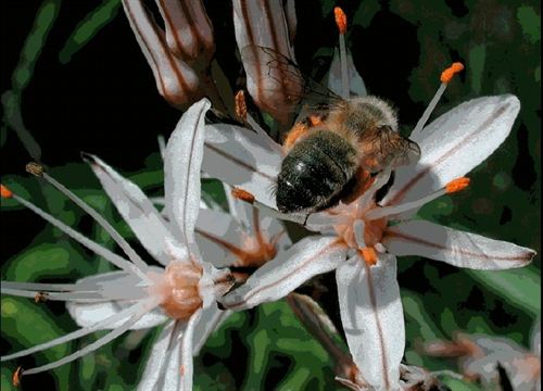La contaminación por diésel dificulta a las abejas oler las flores