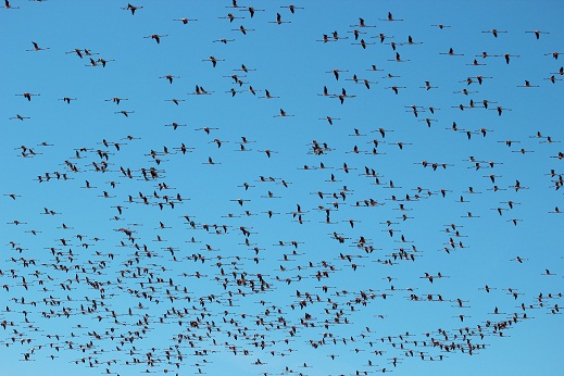 Agricultores y flamencos en LAlbufera