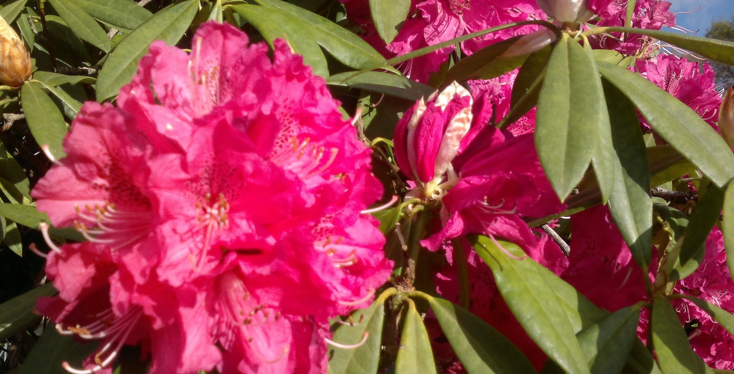 Sogama (Galicia) renueva el servicio de jardinería y mantenimiento de zonas verdes de su complejo medioambiental