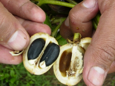 Producirán biodiesel a partir de aceite de piñón mexicano