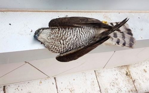 Las gaviotas de Melilla acaban con la vida de otra rapaz