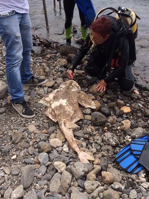 Aparición de un angelote muerto en la costa de Taliarte en Gran Canaria