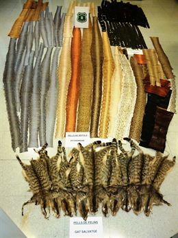 Agentes Rurales intervienen 108 pieles de fauna protegida en una tienda de Barcelona