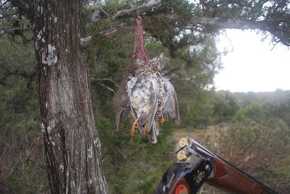 Contador Denunciado por cazar zorzales con grabaciones de cantos