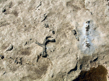 Pasó un río por este yacimiento