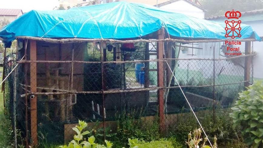 Intervenidas en Villava varias aves silvestres catalogadas