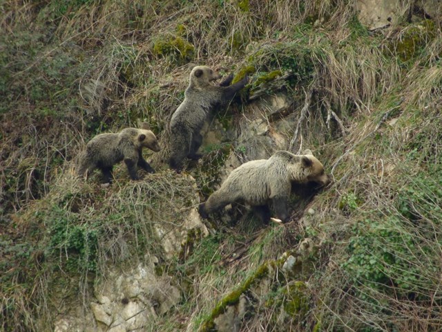 La Fundación BBVA organiza en Bilbao la proyección gratuita del documental Cantábrico. Los dominios del oso pardo