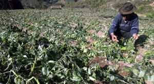 Bajas temperaturas causan estragos en Bolivia