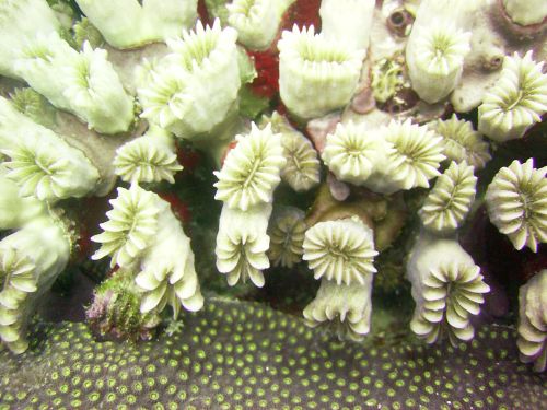Corales mesoamericanos. Caminan hacia un desierto marino