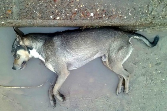 Argentina. Más de 200 perros fueron envenenados en La Plata