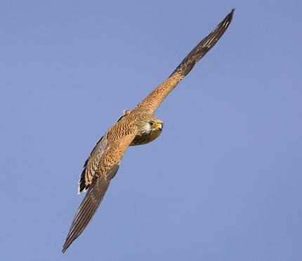 El cernicalo primilla se muda al antiguo pabellon de España de la expo92