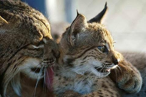 Rastros de la fauna ibérica en un curso de IUSC
