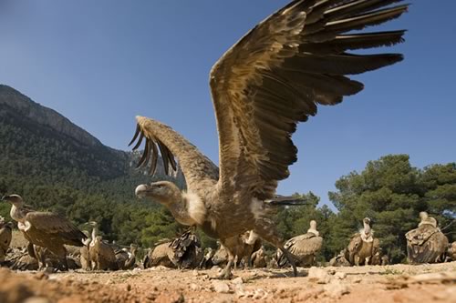 Aragón a la espera de la publicación el decreto del buitre