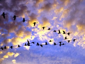 Planta de gas natural provoca muerte de aves en Canadá