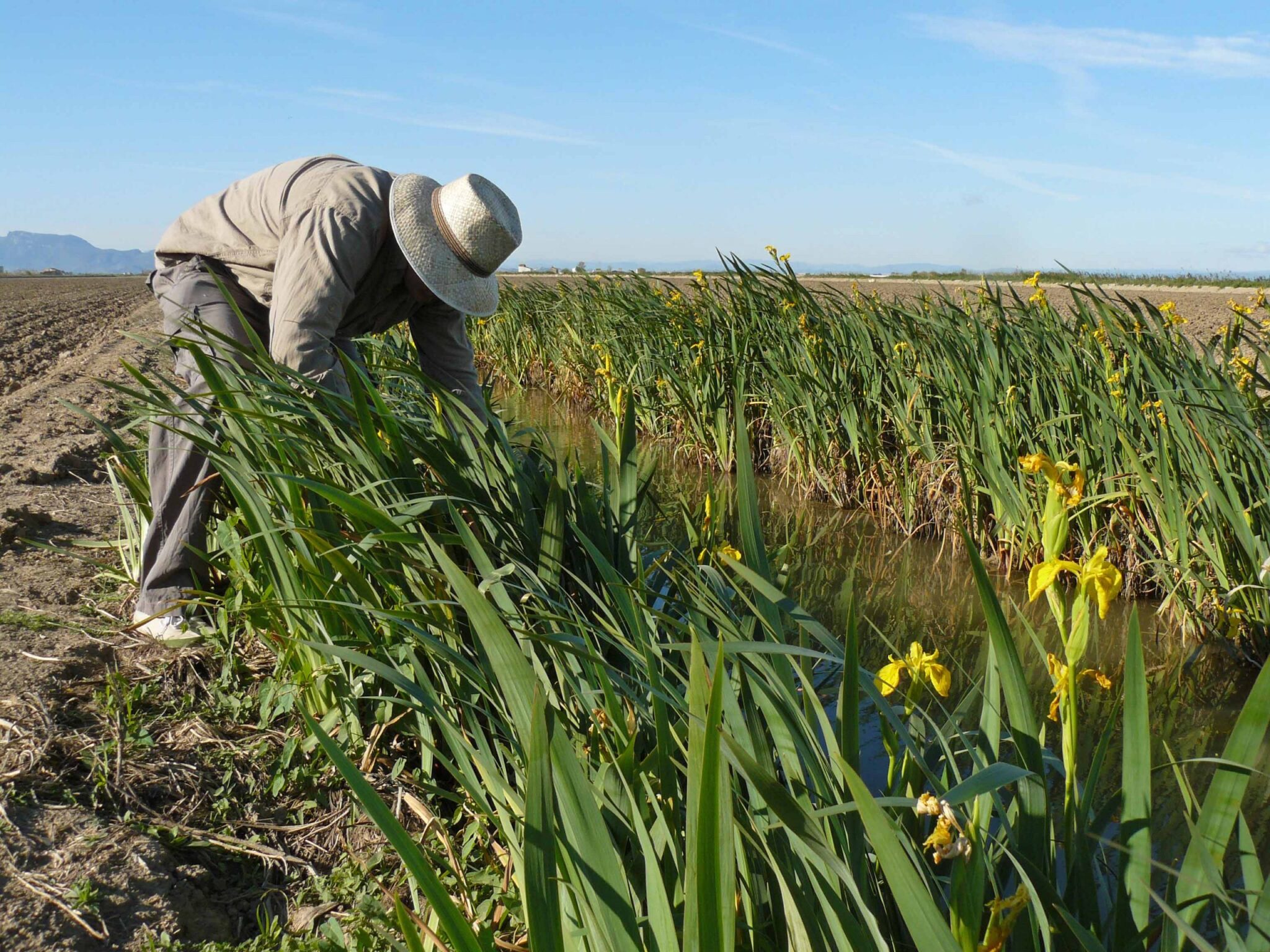 El lirio amarillo convence a los agricultores de lalbufera