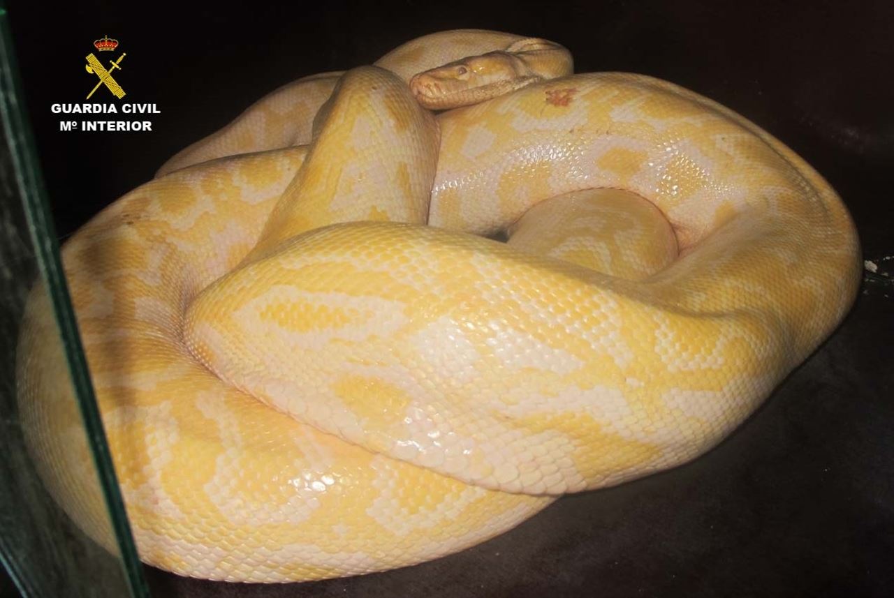 Intervienen una serpiente pitón albina en un circo de Huelva