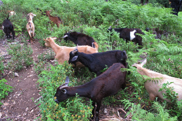 Prevenir incendios forestales con cabras y vacas