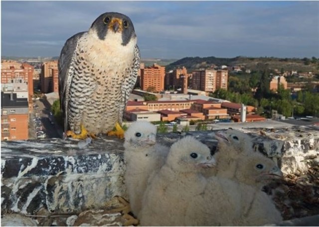 Investigadores del CSIC publican un estudio sobre el papel de las rapaces en el 50 aniversario de su protección legal