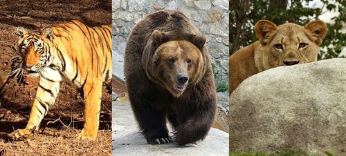 Descubre los orígenes de leones