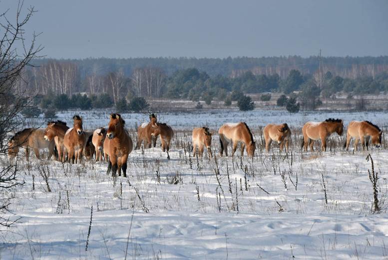 La fauna salvaje ‘desembarca’ en Chernobyl