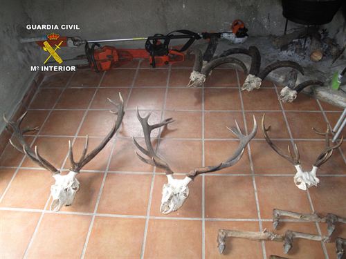 Andalucía. Imputado un hombre de 38 años acusado de cazar especies protegidas para exhibirlas como trofeo