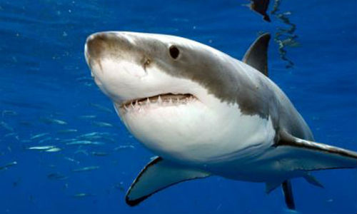 Tiburones del Mediterráneo y del Mar Negro al borde del ‘caos’