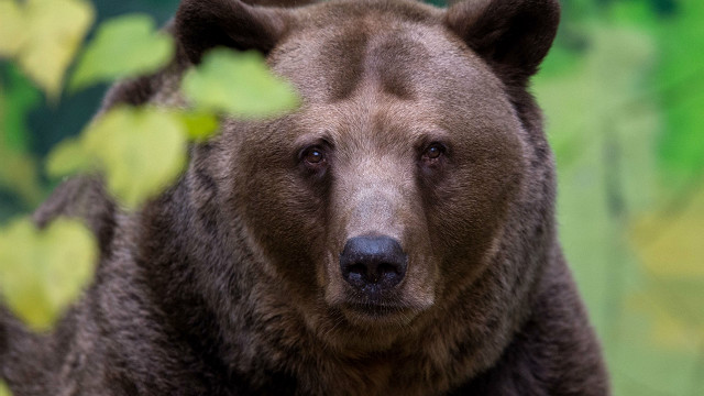 Los osos pardos regresan a la zona de Chernobyl 100 años después