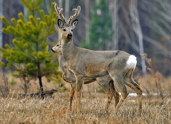 Muchas especies no pueden seguir su ritmo del cambio climático