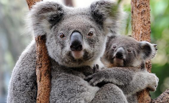 Australia asesina ‘discretamente’ a más de 600 koalas