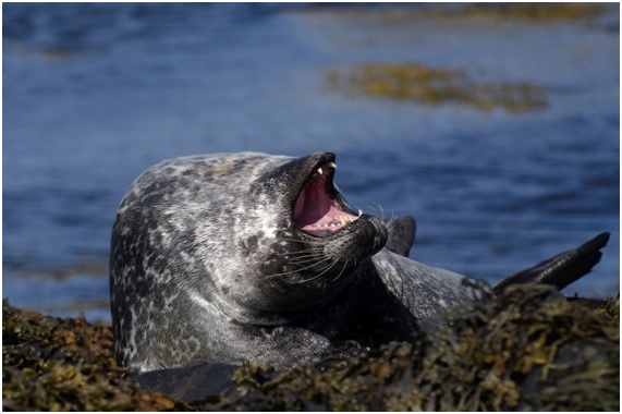Europa dice NO a los productos de foca