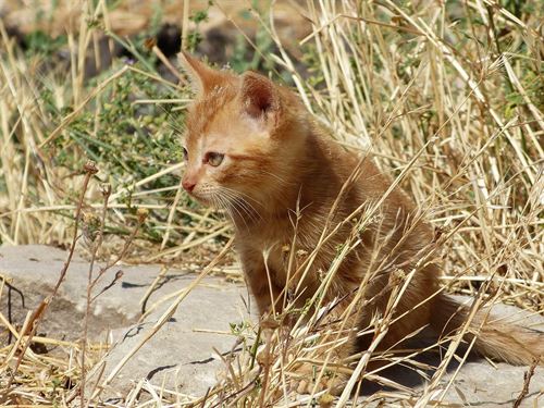 Brekkies entrega 40.000 raciones de comida para perros y gatos que están en protectoras