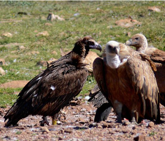 Expertos europeos en buitres negros se reúnen en Extremadura