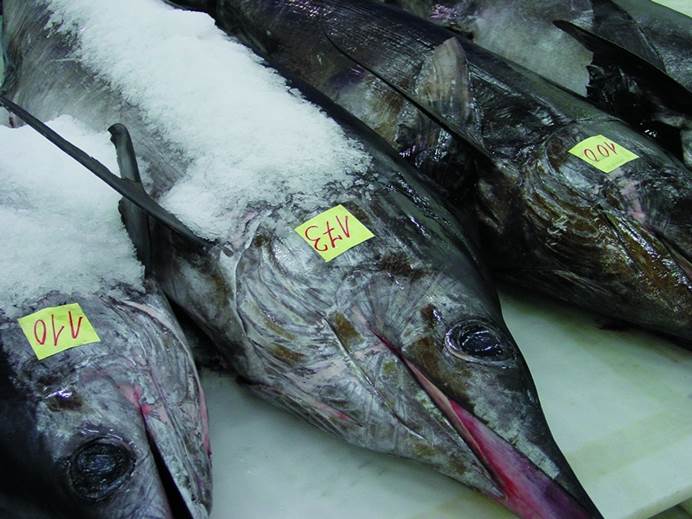 Objetivo: salvaguardar el pez espada del mediterráneo