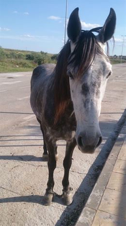 Maltrato animal. En Mairena del Aljarafe
