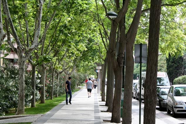 La ciudades no tienen ‘Planes para el Arbolado Urbano’
