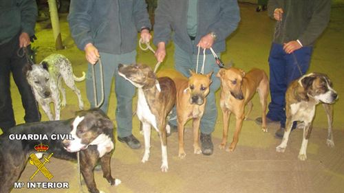 Cuatro imputados por cazar en Doñana con perros de presa