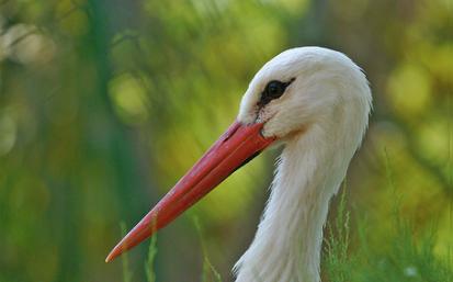 Ave del año de Seo/BirdLife