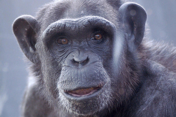 Una vacuna oral para proteger a los grandes simios contra el ébola