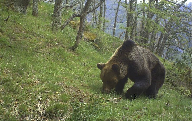 La protección al oso pardo en CyL está en marcha