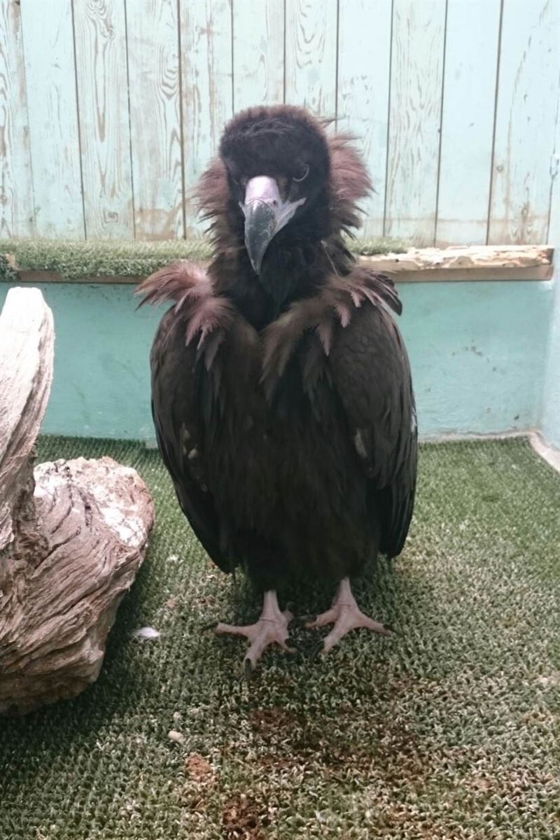 La Sierra de la Demanda acogerá un buitre negro cedido por Cantabria