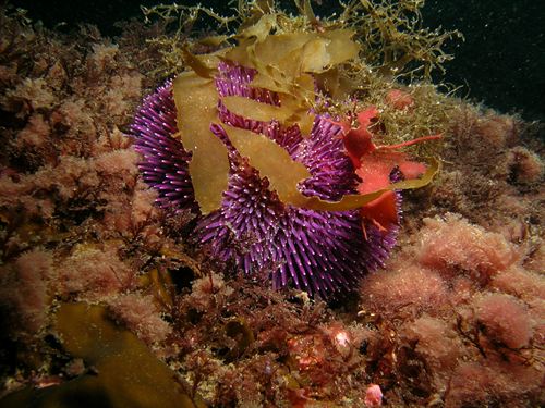 La contaminación del aire frena el crecimiento del coral