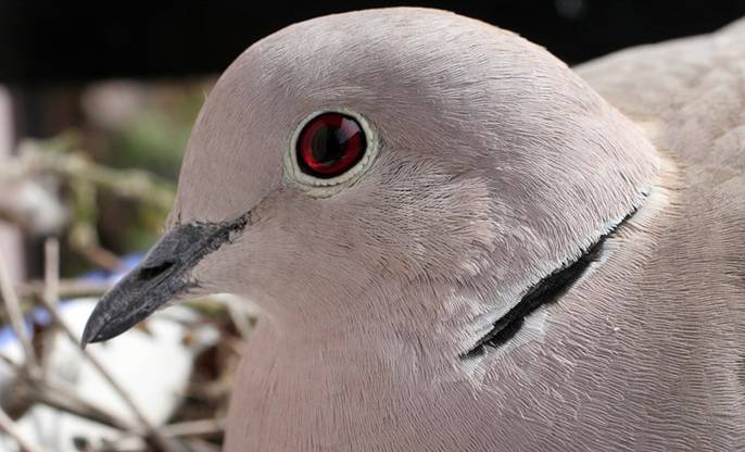 La tórtola y la codorniz requieren acciones contundentes para su preservación
