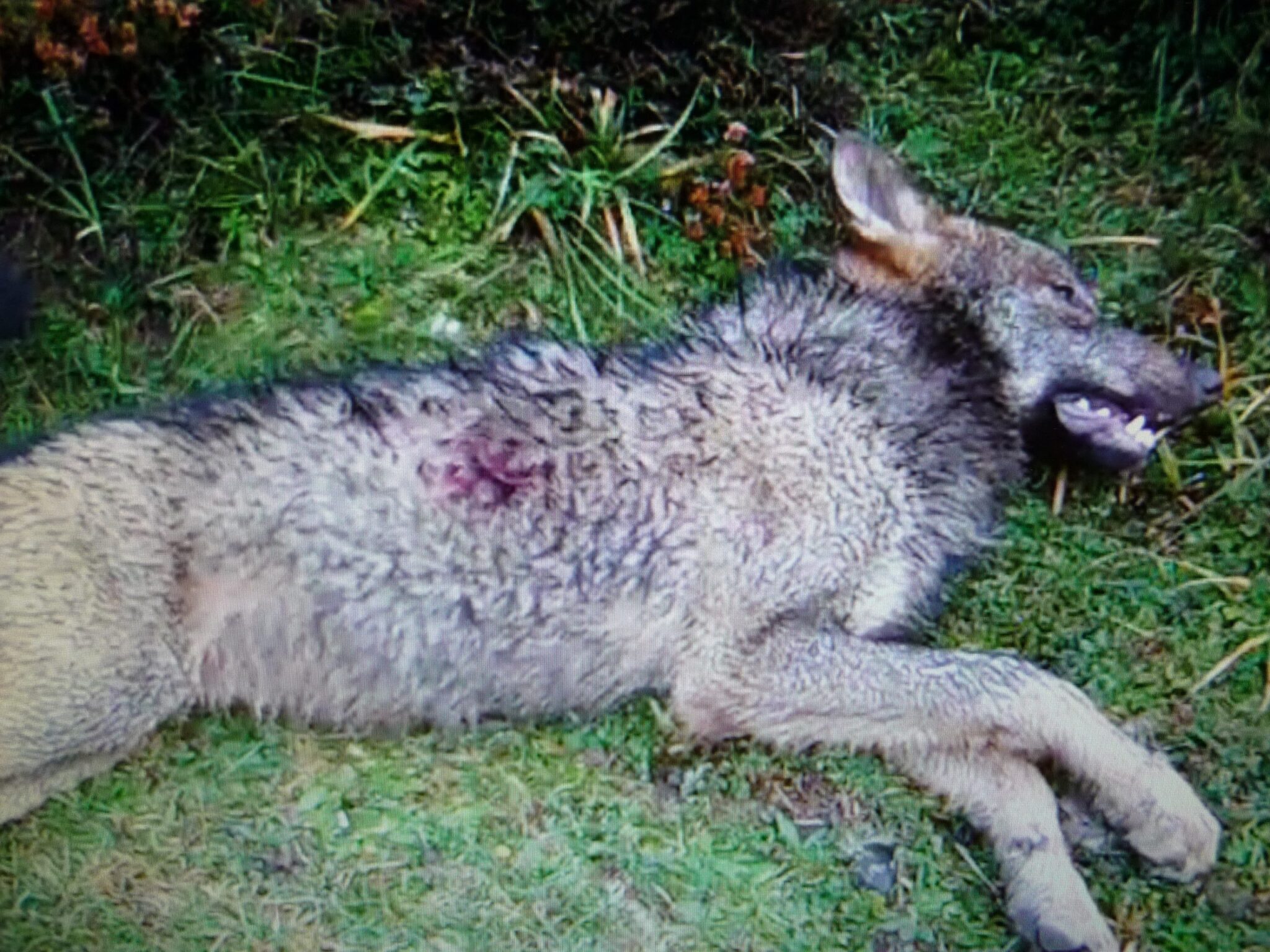 Asturias. Matan los lobos en Picos sin fijarse a los que matan.
