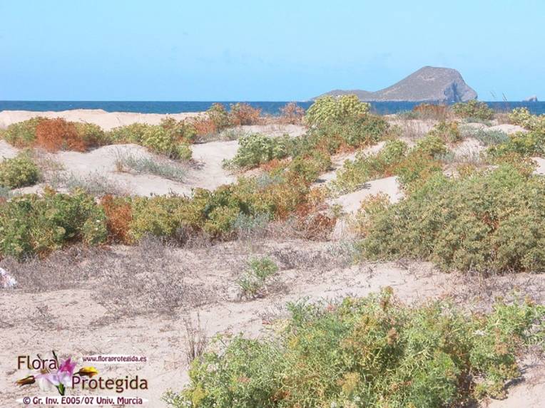 ANSE denuncia que ha sido arrasada la micro-reserva botánica de La Manga