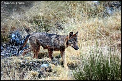 Durmiendo con Lobos. Por Andoni Canela y Juan Carlos Blanco